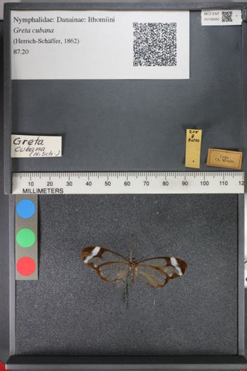 Media type: image;   Entomology 108565